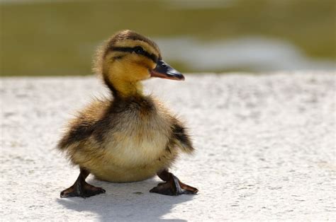 See These High School Students Save Ducklings | PETA