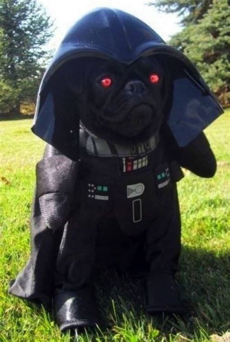 16 Of The Funniest Pug Costumes Ever - Pet Orb