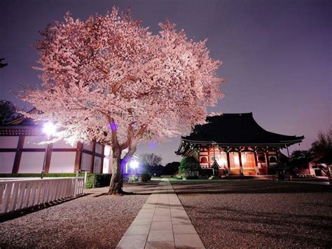 Japanese Garden Cherry Blossom Wallpaper