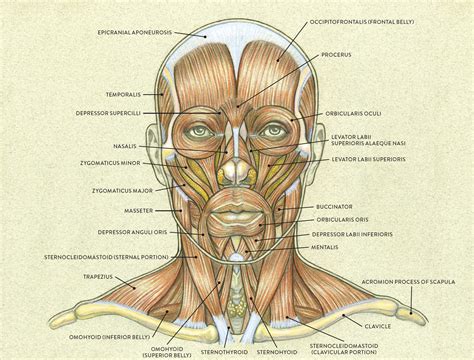 MUSCLES OF THE FACE—LATERAL VIEW