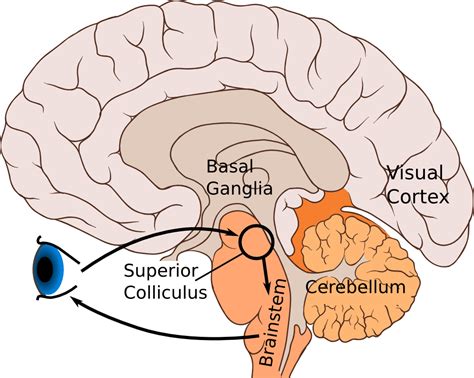 What is the structure and function of the superior colliculus? — Brain Stuff