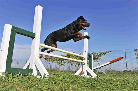 Step By Step Lesson Plan: How To Train Big Dogs – Hound Dork