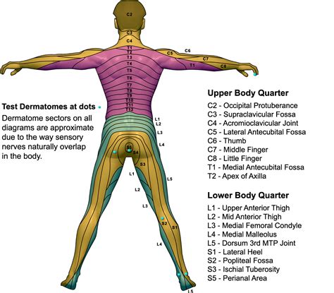 What Is A Dermatome Map | Dermatome Map