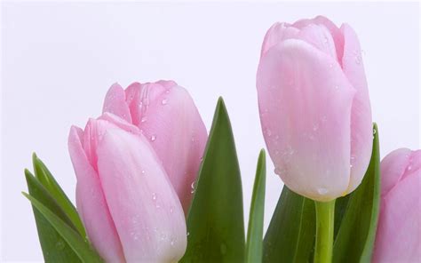 Black and White Wallpapers: Light Pink Tulips Wallpaper