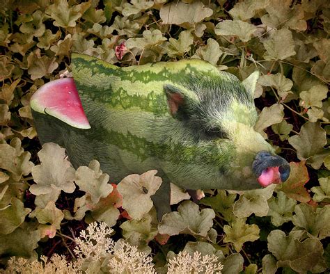 Watermelon Pig on Behance