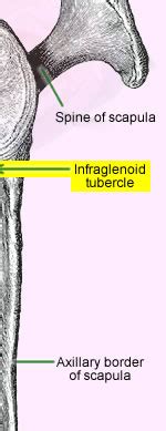 Infraglenoid tubercle