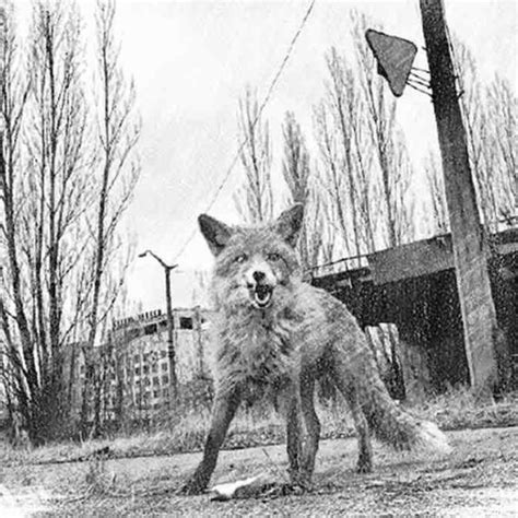 Chernobyl exclusion zone Archives - Chernobyl History