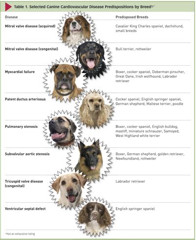 How serious is a grade 3 heart murmur in dogs