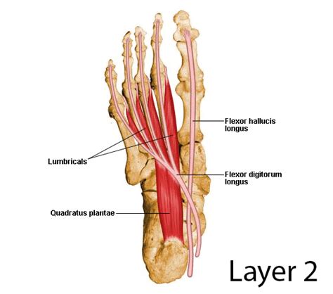 Layers of the Plantar Foot - Foot & Ankle - Orthobullets