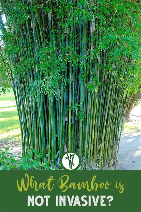 Non-Invasive Bamboo - What Bamboo Does Not Spread?