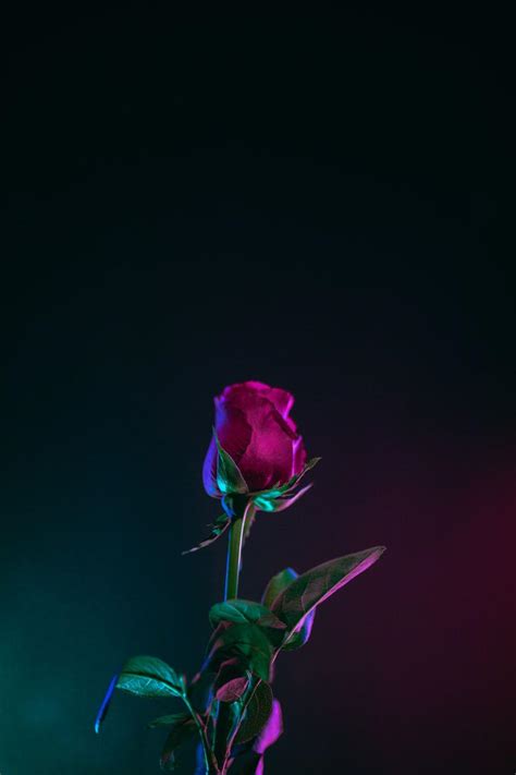 Neon Rose Wallpapers - Top Free Neon Rose Backgrounds - WallpaperAccess