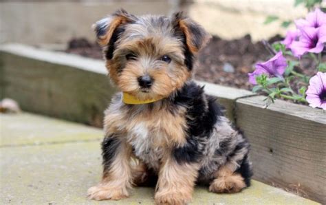 Blue Heeler Yorkie Mix - amphibian plant examples