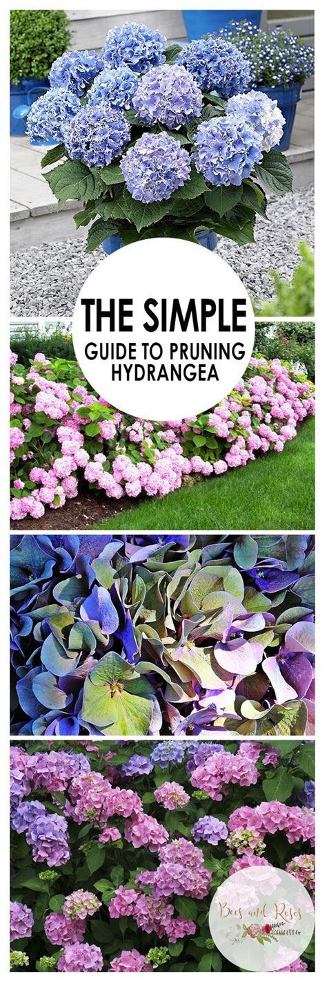 the simple guide to pruning hydrangea, including blue and pink flowers