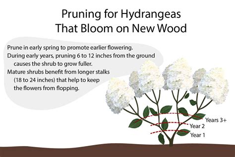 Pruning Hydrangeas (The Ultimate Guide)