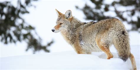 Winter Wildlife in Grand Teton National Park - Jackson Hole Wildlife Safaris