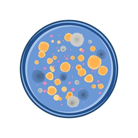 90+ Drawing Of A Petri Dish Bacteria Stock Illustrations, Royalty-Free Vector Graphics & Clip ...