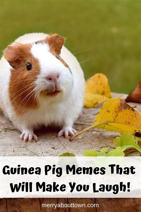 Guinea Pig Memes That Will Make You Laugh! - Merry About Town