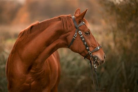 Download Animal Horse 4k Ultra HD Wallpaper