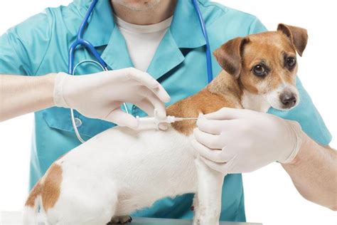 Everything You Should Know about Different Types of Microchips - Parkway Veterinary Center