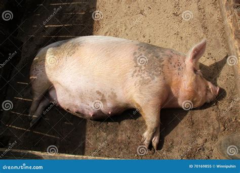 Pregnant Pig Stock Photos - Download 216 Royalty Free Photos