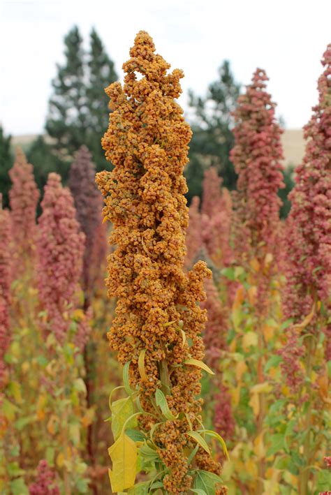 quinoa production controversy