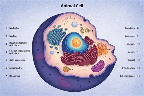 [DIAGRAM] Printable Animal Cell Diagram With Labels And Functions - MYDIAGRAM.ONLINE