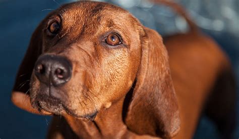 Redbone Coonhound | Puppy Area