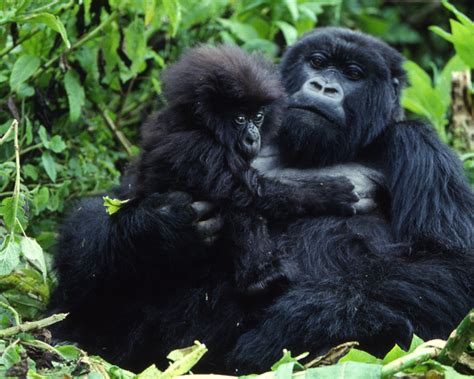 Full List of Uganda Gorilla Families / Mountain Gorilla Groups