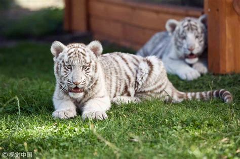 Cute White Bengal Tiger Cubs