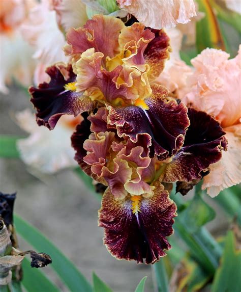 World of Irises: Tall Bearded Iris Color Terms