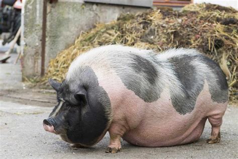 What’s the top 3 best pet pig breeds - valleyofthepigs.co.uk