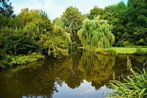 What is a pond ecosystem? explained! - Basic Agricultural Study