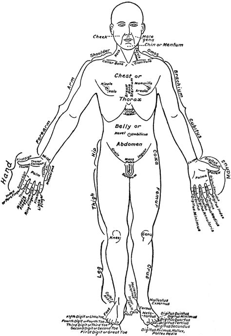 ngoriacuvu: human body parts