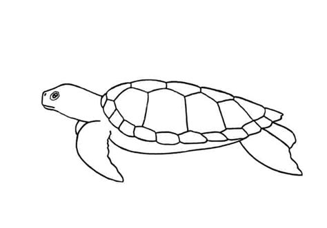 How to Draw a Turtle step by step – Easy Animals 2 Draw