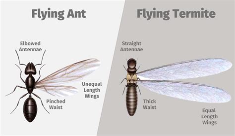 Do Termites Look Like Ants