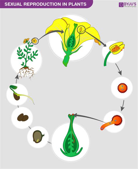 Sexual Reproduction in Plants- Features and its Process