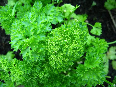 Parsley – Curly – Urban Seedling