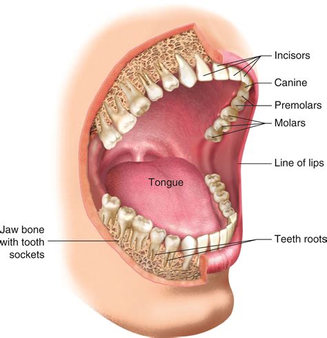 KnowledgeWorks - Drawing Teeth and structures of the mouth - English labels | AnatomyTOOL