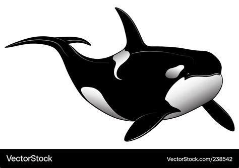 Killer whale Royalty Free Vector Image - VectorStock