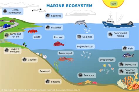 Food Chain In The Ocean Biome