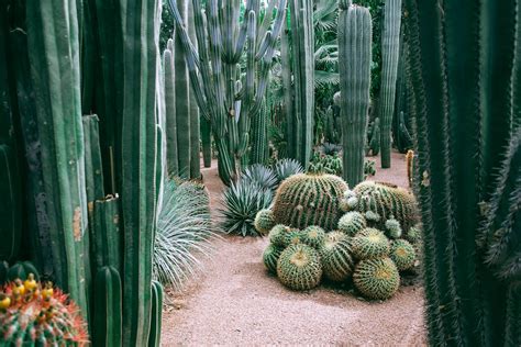 Collection of spiny cacti in botanical garden · Free Stock Photo