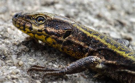 Free picture: reptile, camouflage, macro, nature, animal, wildlife, lizard