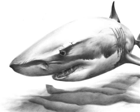 Great White Shark Oil Painting Art Print by Eric Sweet - Etsy