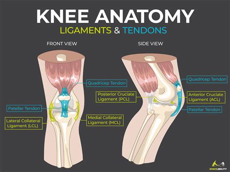 Anatomy Muscle Knee Joint