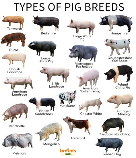 Pig Breeds - Facts, Types, and Pictures