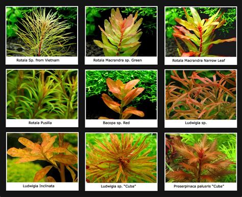 Yellow and Orange Aquarium Plants | Planted aquarium, Freshwater plants, Fish tank plants