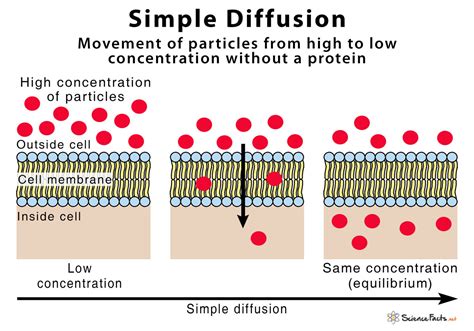 Simple Diffusion – Definition With Examples and Diagram