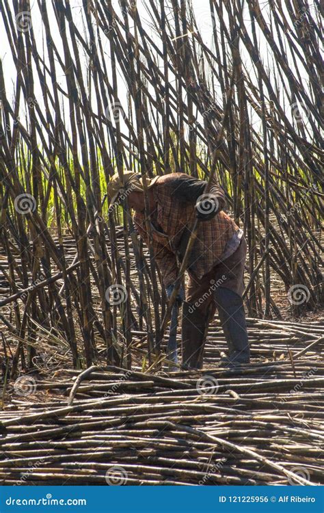 Sugar cane harvesting editorial photo. Image of harvest - 121225956