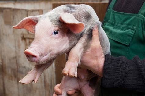 Farm Health Online – Animal Health and Welfare Knowledge Hub – Pig Management