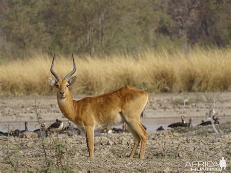 Wildlife Kob Benin | AfricaHunting.com